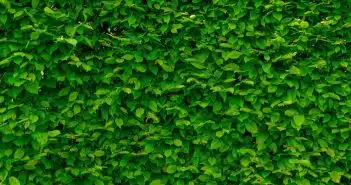 Optimisez l’espace chez vous grâce à un jardin vertical