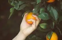 Moniliose : comment lutter contre cette maladie des arbres fruitiers ?