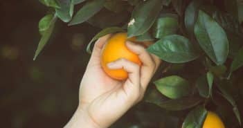 Moniliose : comment lutter contre cette maladie des arbres fruitiers ? Moniliose : comment lutter contre cette maladie des arbres fruitiers ?