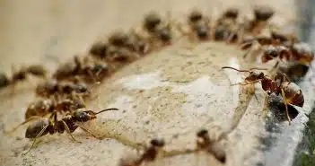 Débarrassez-vous définitivement des fourmis grâce à l'intervention d'un professionnel