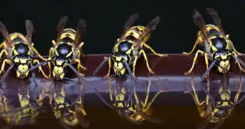 Élimination des nids de guêpes : comment contacter une entreprise d'extermination ?