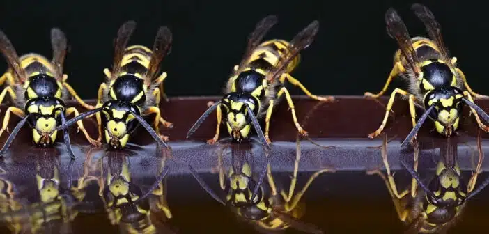 Élimination des nids de guêpes : comment contacter une entreprise d'extermination ?
