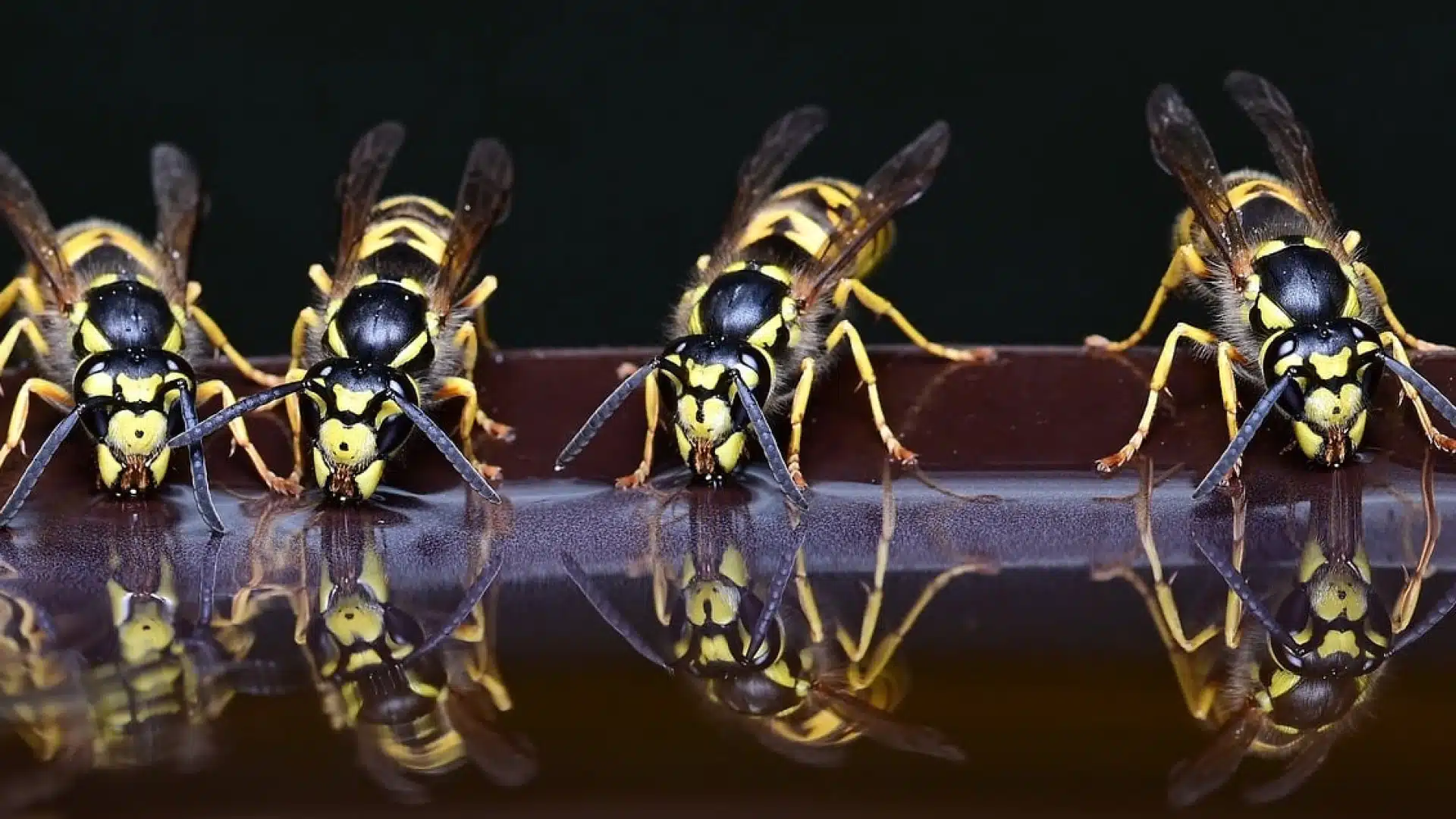 Élimination des nids de guêpes : comment contacter une entreprise d'extermination ?