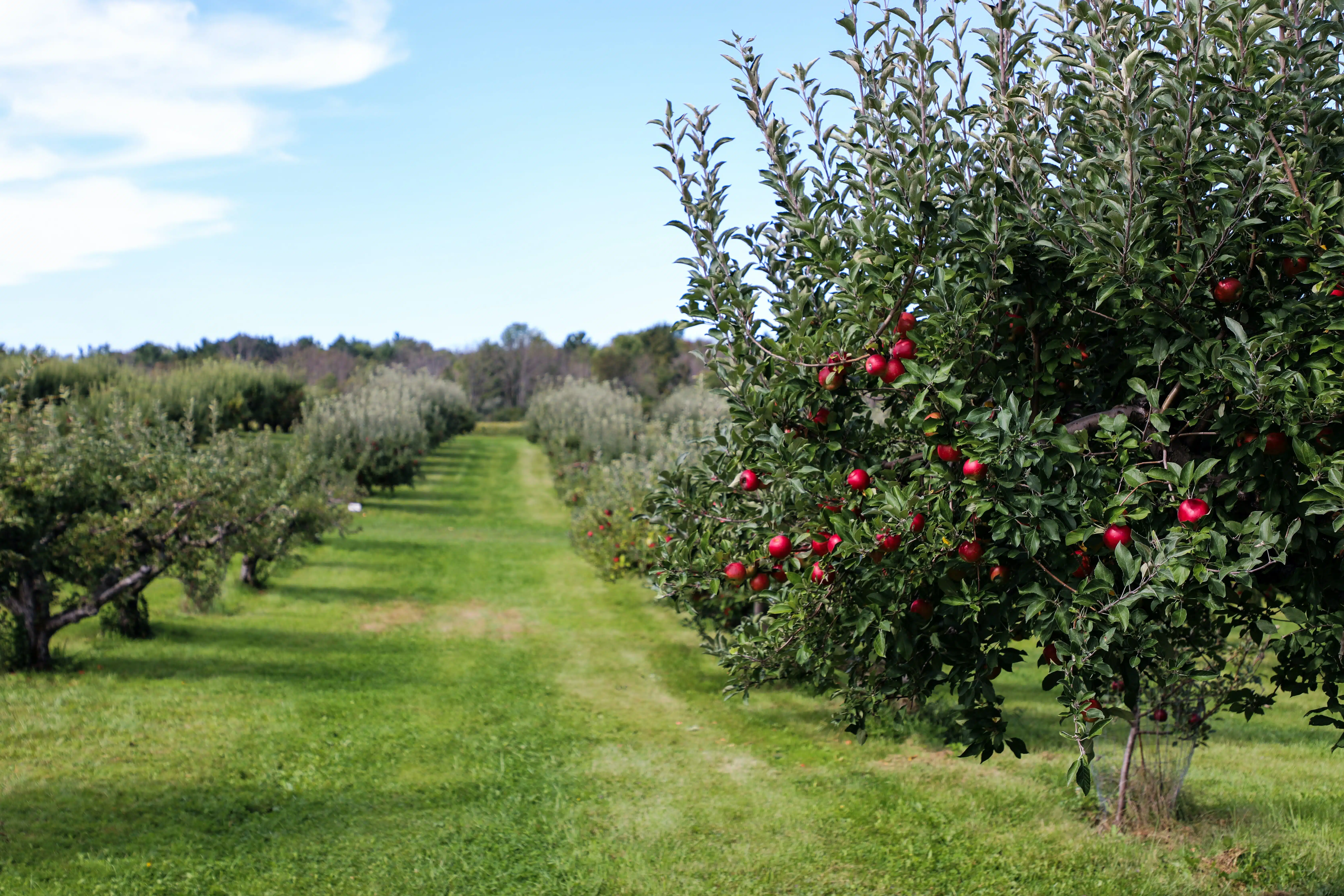 Moniliose : comment lutter contre cette maladie des arbres fruitiers ? 