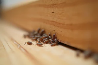 Nid de petits insectes marrons dans une fissure de plinthe en bois à l'intérieur d'une maison