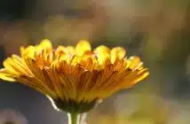 Quelles sont les vertus du souci fleur ?