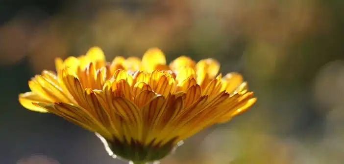 Quelles sont les vertus du souci fleur ?